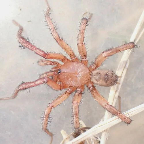 Antrodiaetus montanus - photo 2