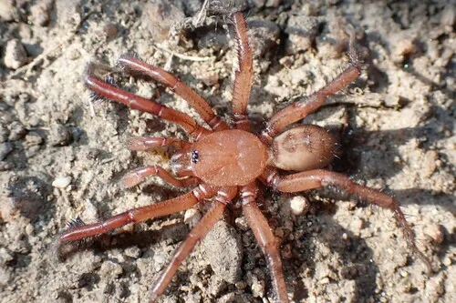 Antrodiaetus montanus - photo 3