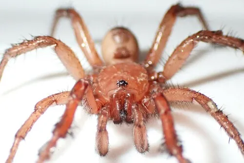 Antrodiaetus montanus - photo 4
