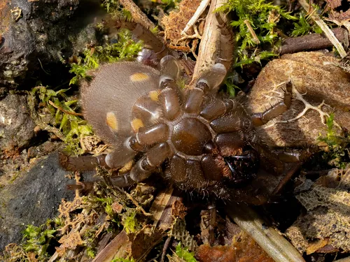 Pacific Foldingdoor Spider - photo 2