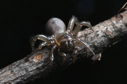 Pacific Foldingdoor Spider - photo 3