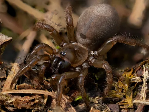 Pacific Foldingdoor Spider - photo 4