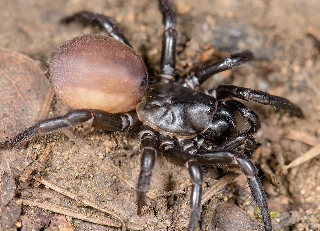 Pacific Foldingdoor Spider - photo 5