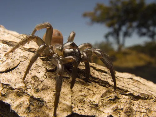 Pacific Foldingdoor Spider - photo 6