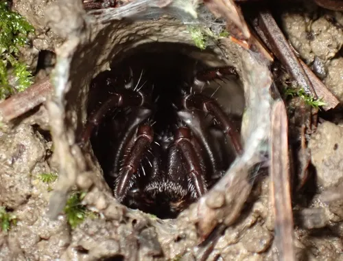 Pacific Foldingdoor Spider - photo 7