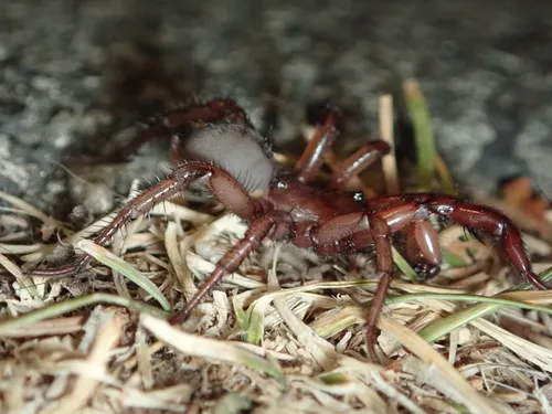 Antrodiaetus pugnax - photo 2