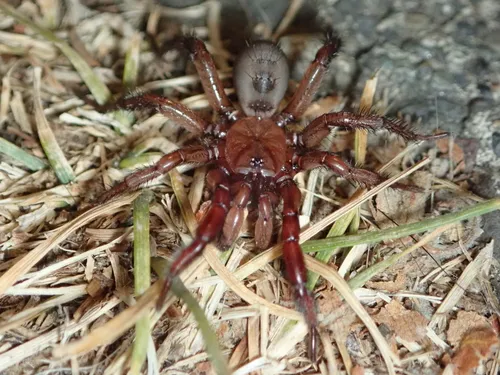 Antrodiaetus pugnax - photo 3