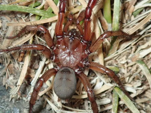 Antrodiaetus pugnax - photo 4