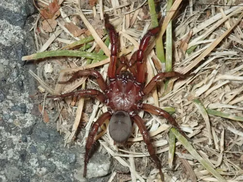Antrodiaetus pugnax - photo 5