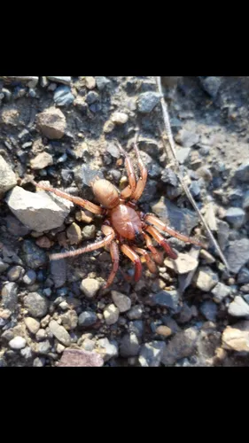 Antrodiaetus pugnax - photo 6