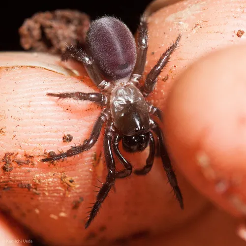 Antrodiaetus unicolor - photo 2