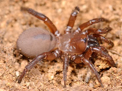 Antrodiaetus unicolor - photo 3