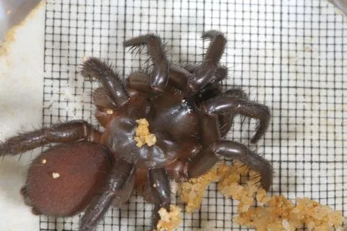 Antrodiaetus unicolor - photo 4