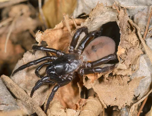 Antrodiaetus unicolor - photo 5