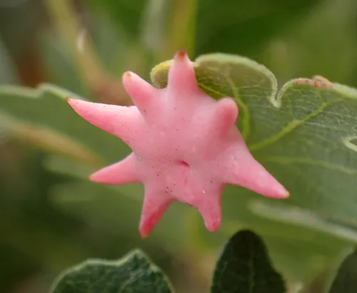Spined Turbaned Gall Wasp