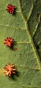 Urchin Gall Wasp