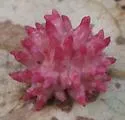 Urchin Gall Wasp - photo 2