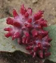 Urchin Gall Wasp - photo 3