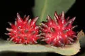 Urchin Gall Wasp - photo 4