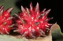 Urchin Gall Wasp - photo 5