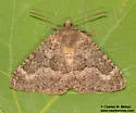 Anurapteryx crenulata - Hodges#7657