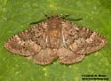 Anurapteryx crenulata - Hodges#7657 - photo 3