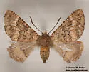Anurapteryx crenulata - Hodges#7657 - photo 4