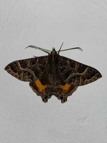 Anurapteryx interlineata