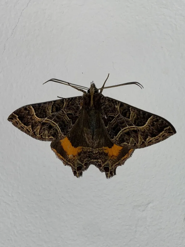 Anurapteryx interlineata - photo 2