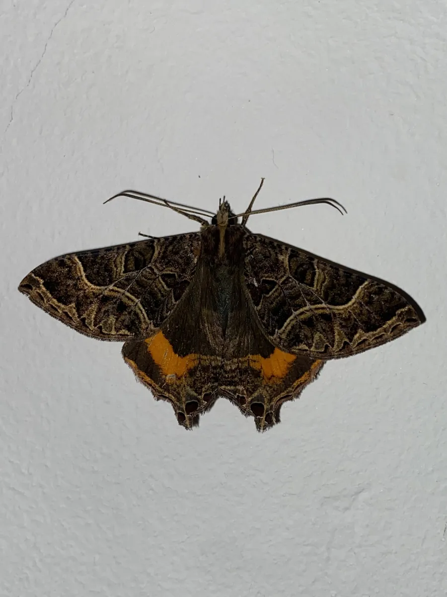 Anurapteryx interlineata - photo 3