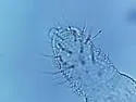 Anurida granaria - photo 3