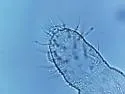Anurida granaria - photo 4