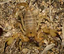 Swollenstinger Scorpion - photo 3