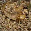 Swollenstinger Scorpion - photo 4
