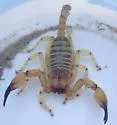 Swollenstinger Scorpion - photo 5