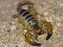 Swollenstinger Scorpion - photo 6