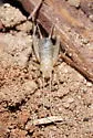 Common Short-tailed Cricket