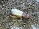 Common Short-tailed Cricket - photo 2