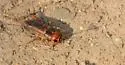 Common Short-tailed Cricket - photo 3