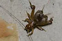 Common Short-tailed Cricket - photo 4