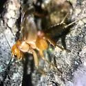 Common Short-tailed Cricket - photo 5