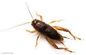 Indies short-tailed cricket