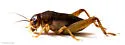 Indies short-tailed cricket - photo 2