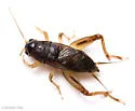 Indies short-tailed cricket - photo 3