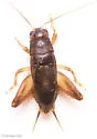 Indies short-tailed cricket - photo 4