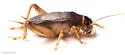 Indies short-tailed cricket - photo 5