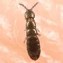 Anurophorus near-septentrionalis
