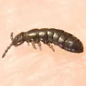 Anurophorus near-septentrionalis - photo 2