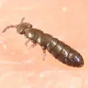 Anurophorus near-septentrionalis - photo 3