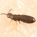 Anurophorus near-septentrionalis - photo 4
